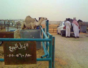 Camel_market_1