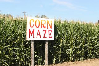 Shutterstock_cornmaze