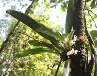 Flower on tree