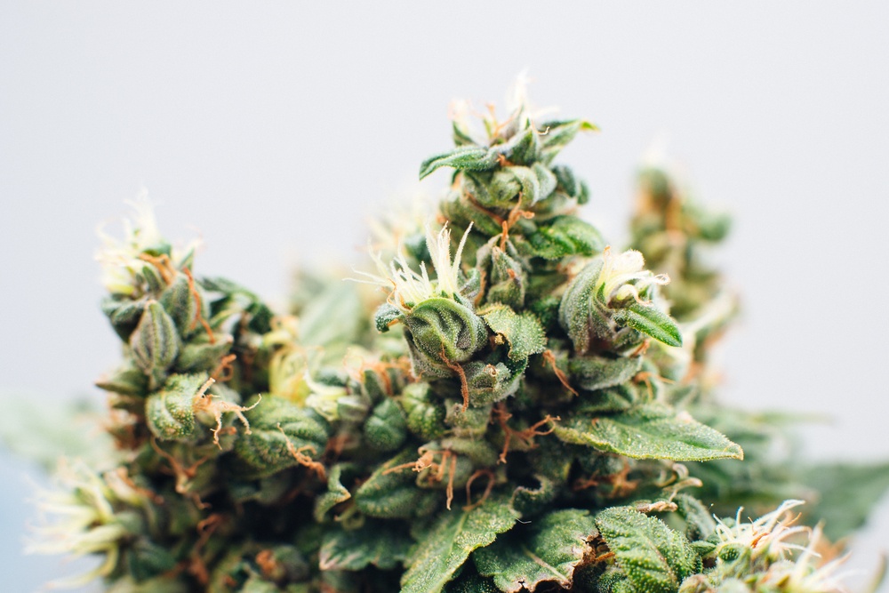 marijuana shutterstock_443515264.jpg